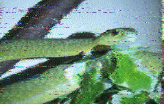 Image from VOA Radiogram on 5745 kHz from Twente University receiver