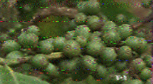 Image 2 from VOA Radiogram on 15670 kHz
