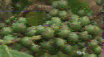 Image 2 from VOA Radiogram on 5745 kHz